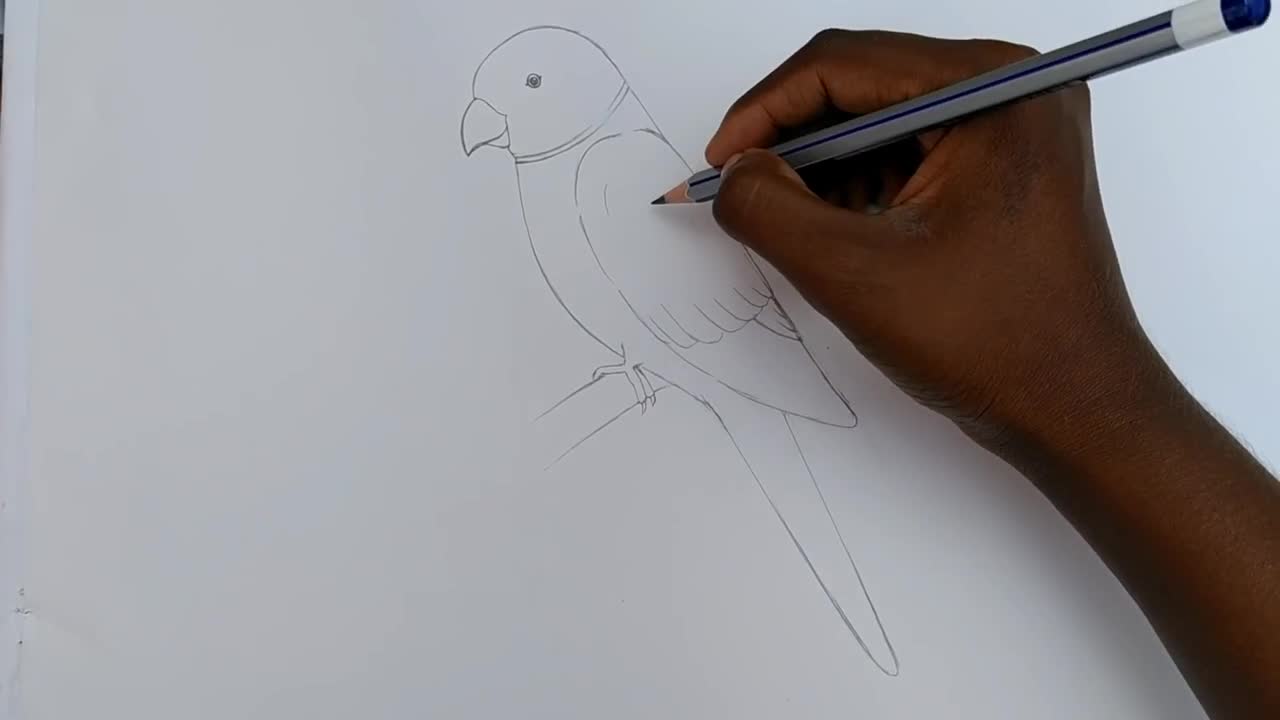 how to draw parrot easy step by step--Gali Gali Art --p5