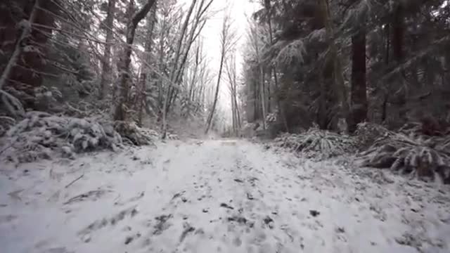 Walking in the forest in the winter