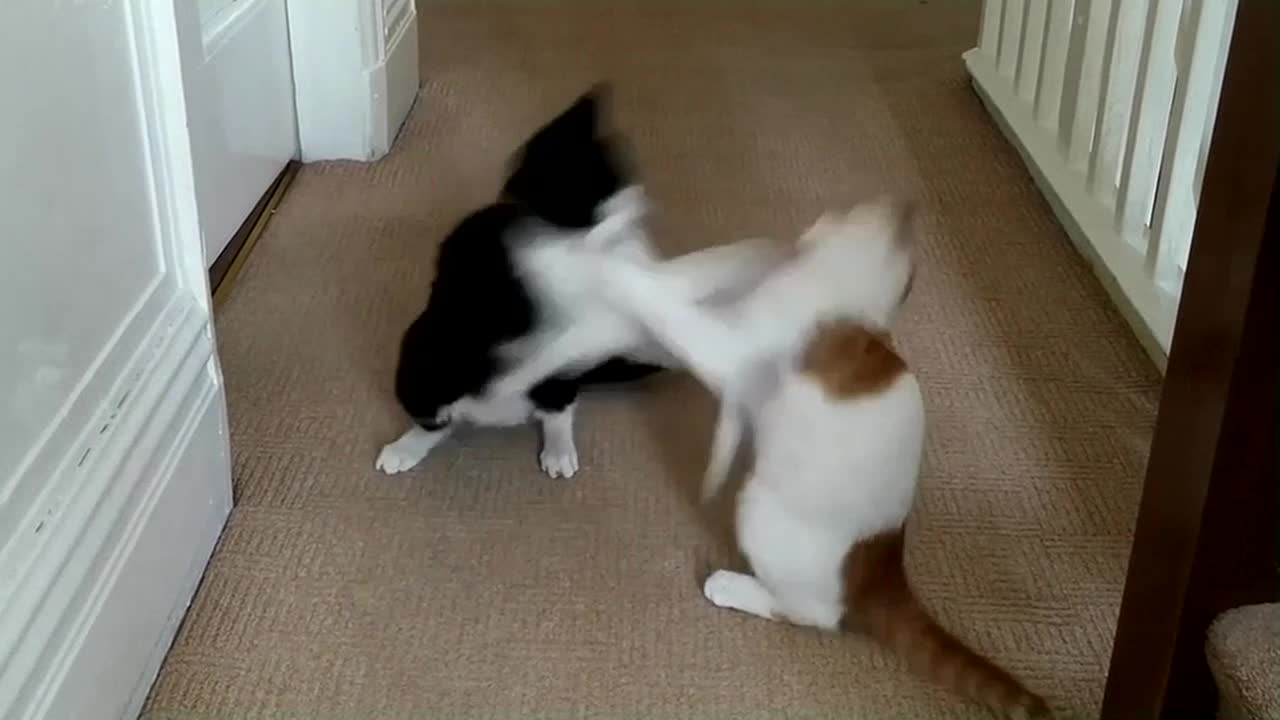 Funny ! Cat Fight