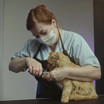 Beautiful Cat 😺 nail cuting video awesome