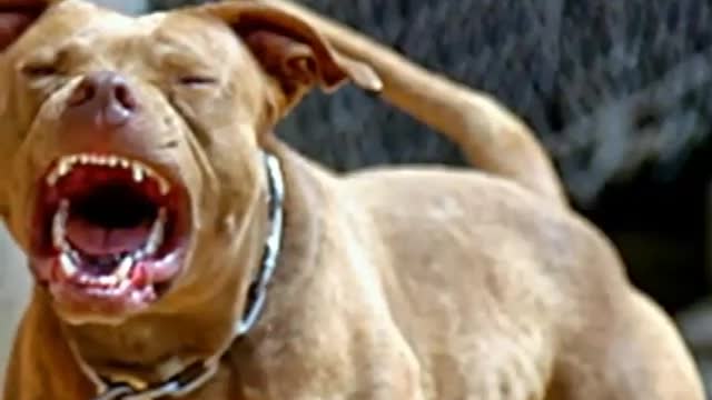 Dog video ,dog angry video,dog funny video