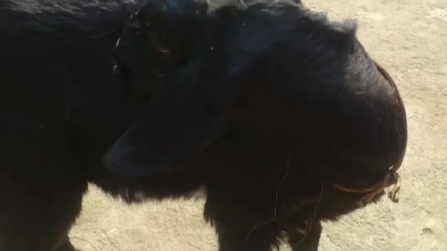 Goat Training video and funny video