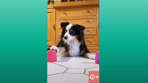 Animais fofos muito amor por animais