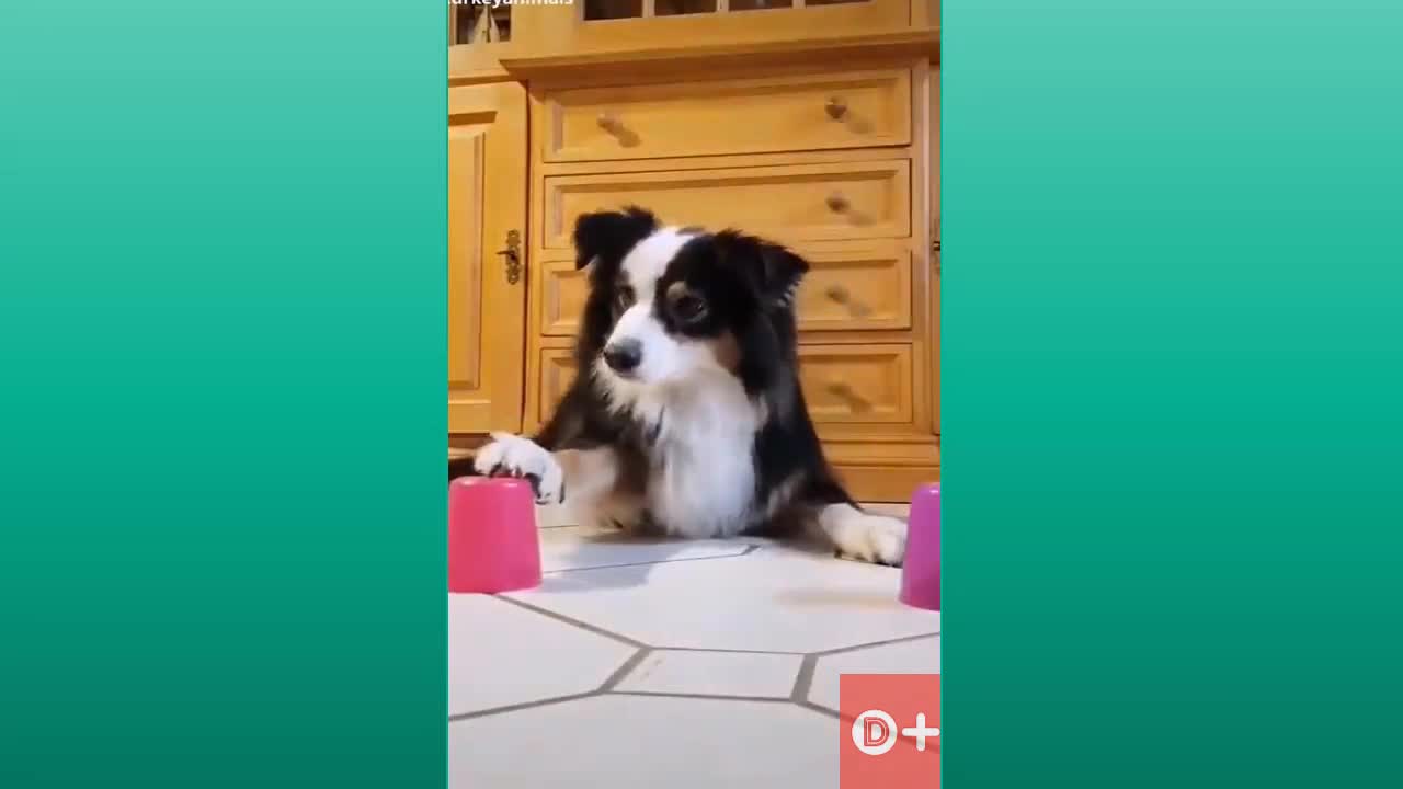 Animais fofos muito amor por animais