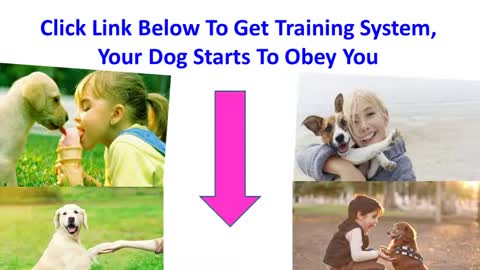 Dog training system