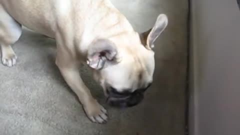 The puppy French bulldog says "I love you".