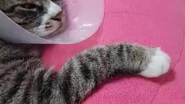 A cute cat that stays still.