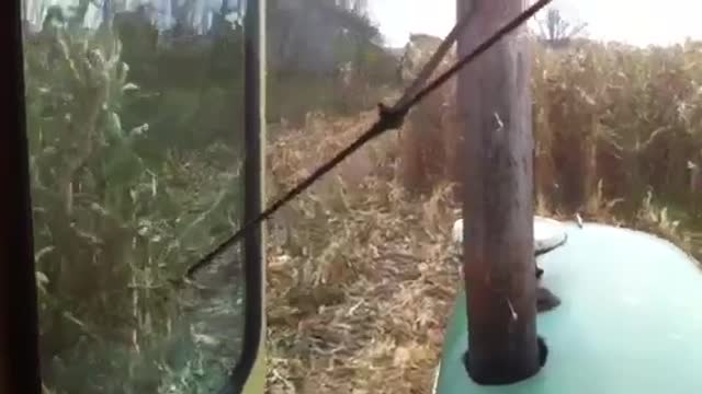 Moving wagons during corn harvest