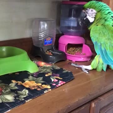 Sam the macaw thinks he’s a cat