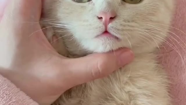 Making Angry A cute little kitten