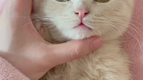 Making Angry A cute little kitten