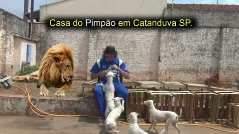 PIMPÃO APRESENTA OS CACHORRINHOS.