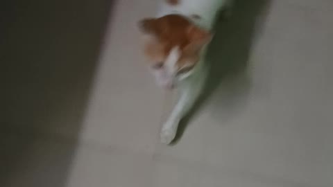 Cat following it's owner like a little kid