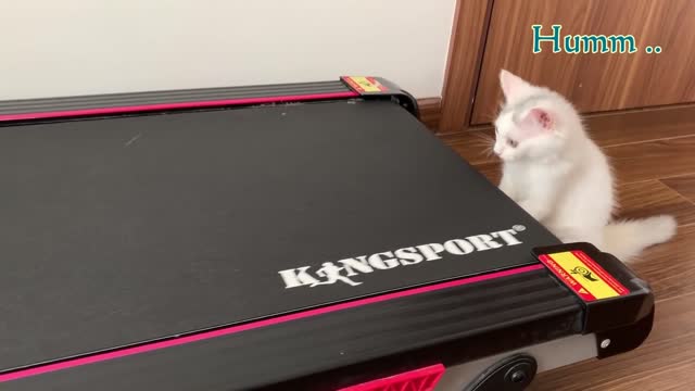 Kitten Vs Treadmill