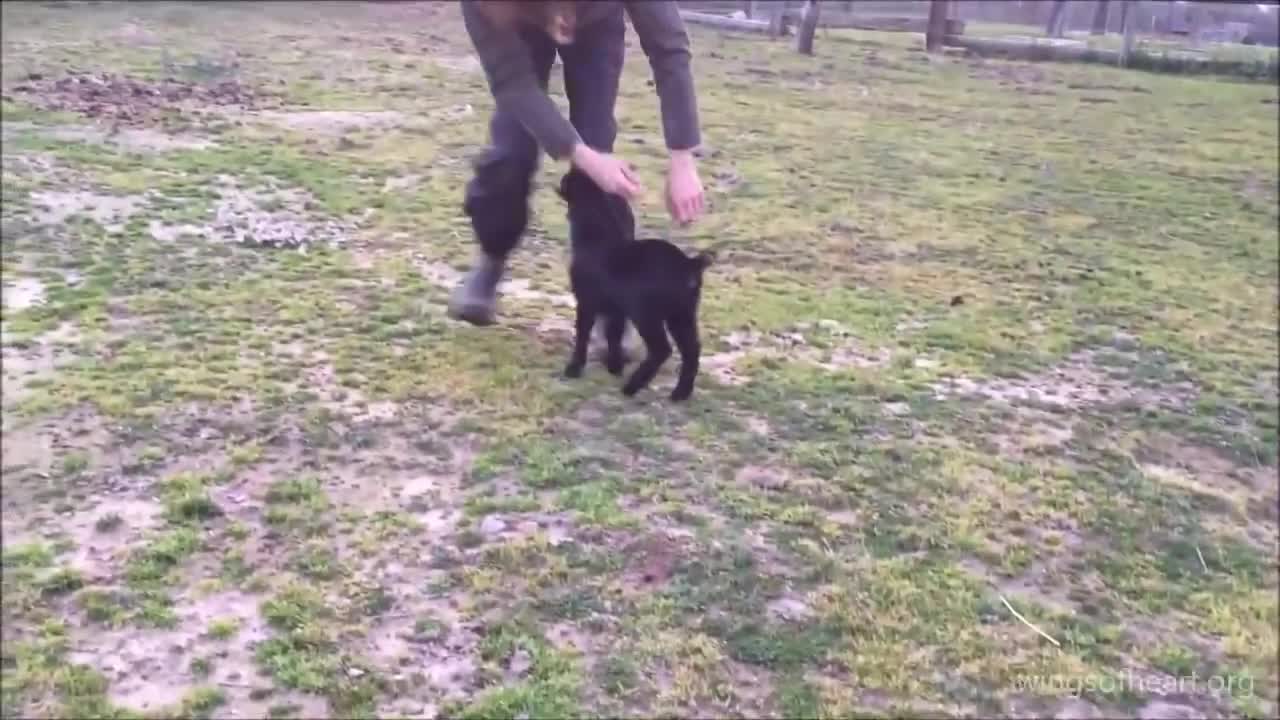 Cabrita bebé juega junto a su cuidadora