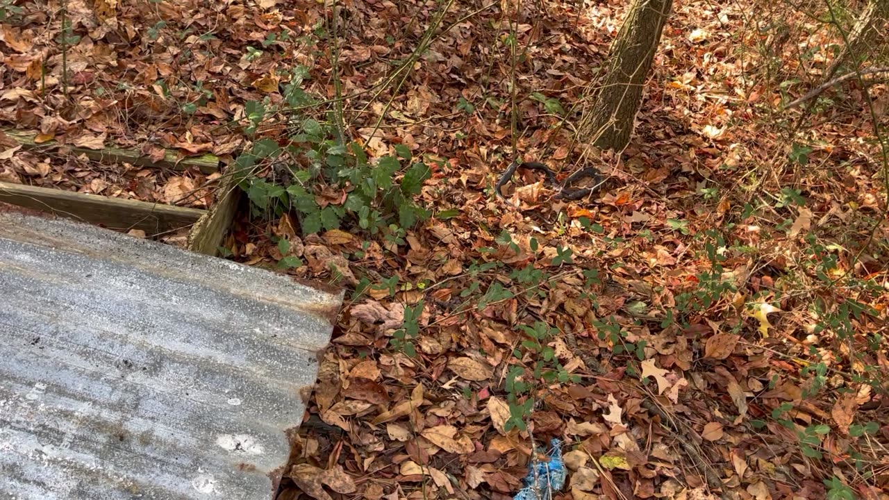 November Surprise