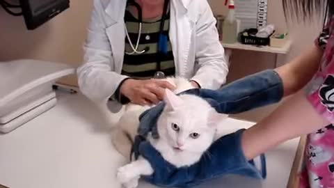 The Angry Cat