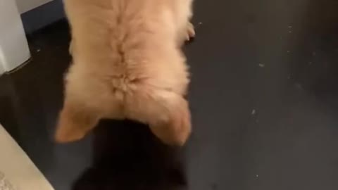 Cute Dogs || Dogs lover || Dogs world || Dogs entertain || Dogs fun
