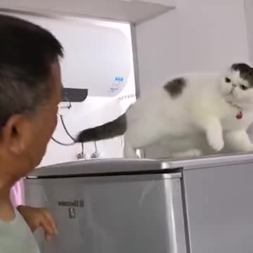 A cat knows standing up for itself