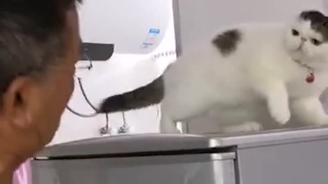 A cat knows standing up for itself