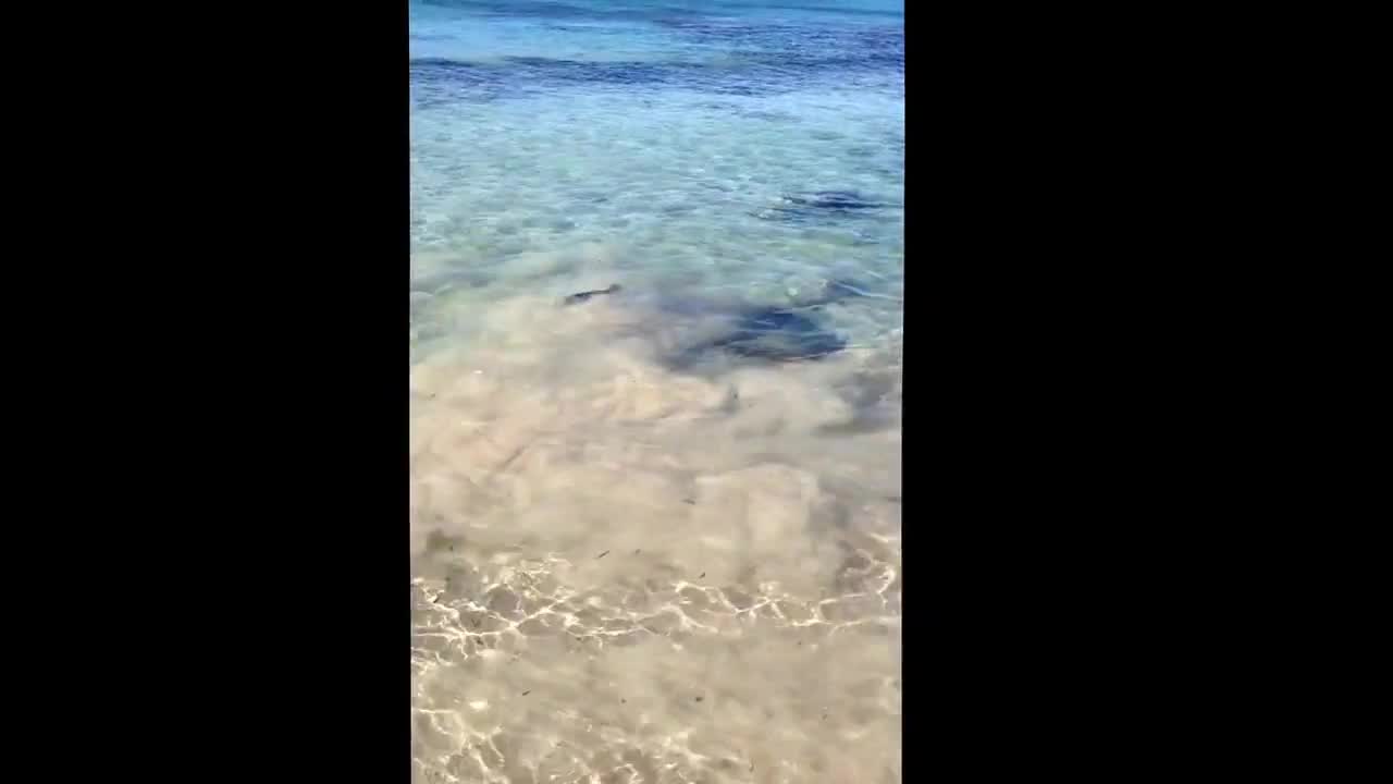 Man on Australian beach casually hand feeds gigantic Stingray