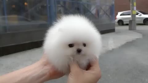 Cutest puppy On the street