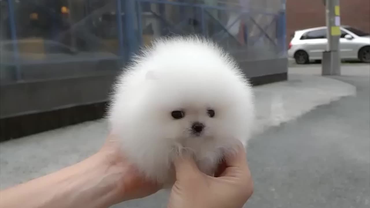 Cutest puppy On the street