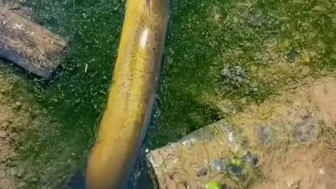 This is a beautiful and charming water-dwelling species