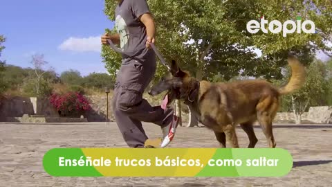 Tips de ejercicios para hacer con tu mascota