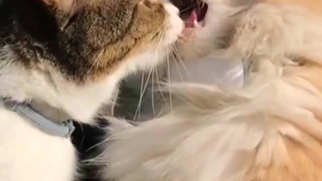 Baby Cats!😍 Cute and Funny Cat Videos