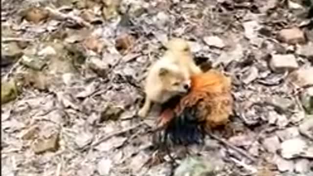 Dog and Chicken rivalry. So Funny