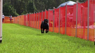 Ground pounding Cane Corso runs the Fast CAT course