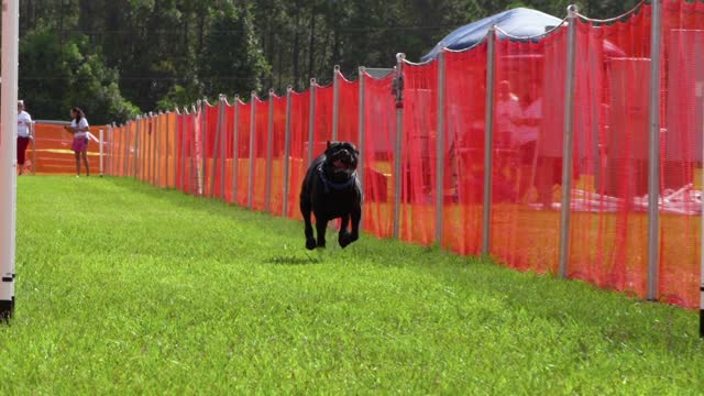 Ground pounding Cane Corso runs the Fast CAT course