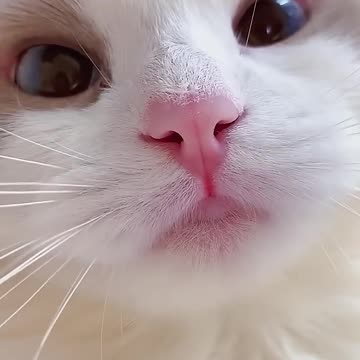 #shots cat meme & kitten (funny cats)