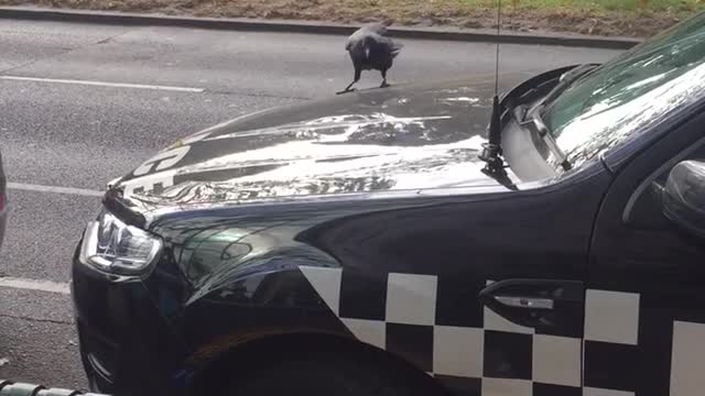 Crow Pecks at Police Car