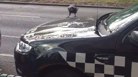 Crow Pecks at Police Car