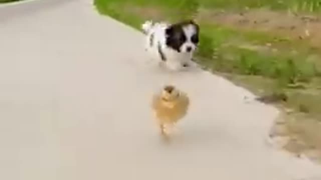 Funny animals dog