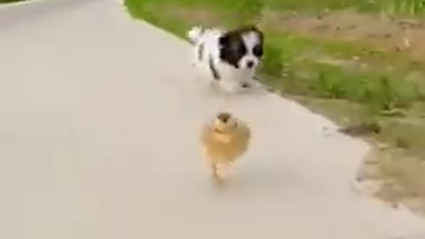 Funny animals dog