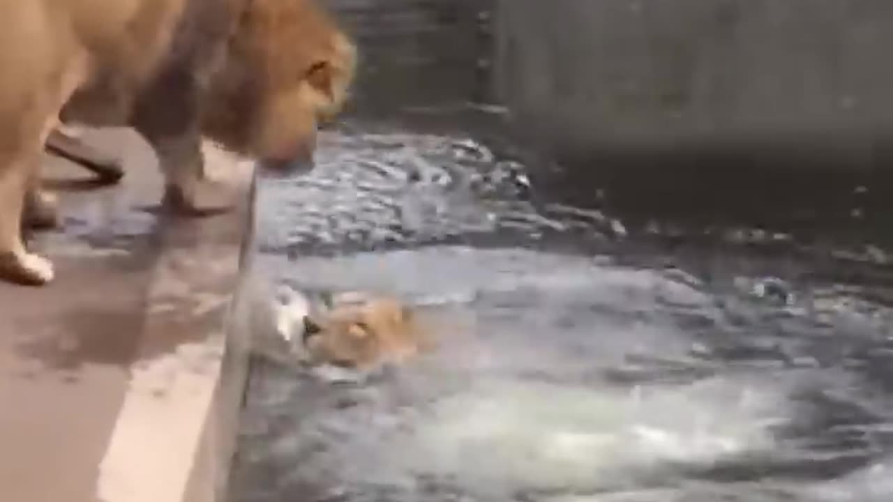 Lion funny video