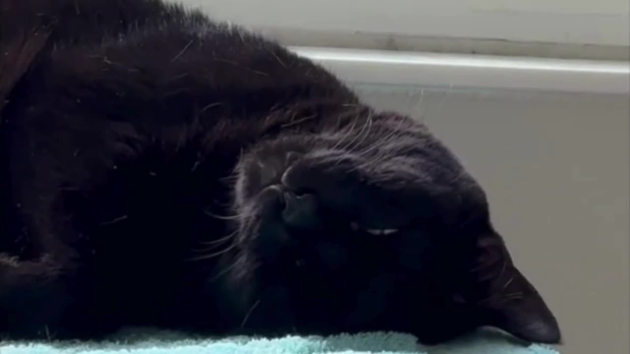 Adopting a Cat from a Shelter Vlog - Cute Precious Piper Shows Her Head Upside Down Pose