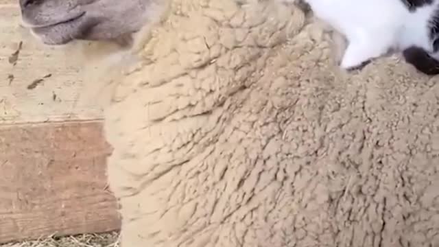 Cat makes the sheep to bed in the cold!!