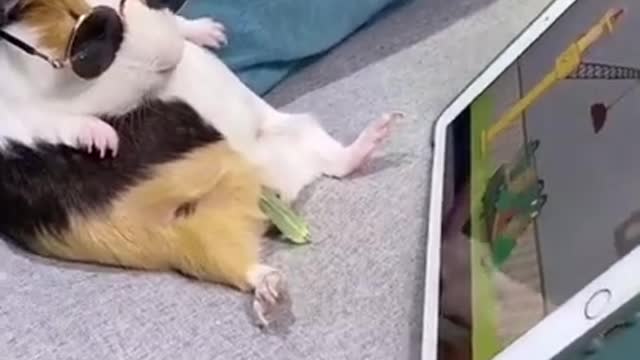 Awesome Funny Pet Animals Videos 😇 #short