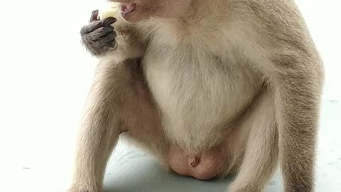 Monkey eating banana | monkey eating banana shorts