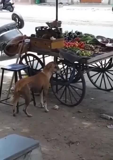 rooster speeds chick