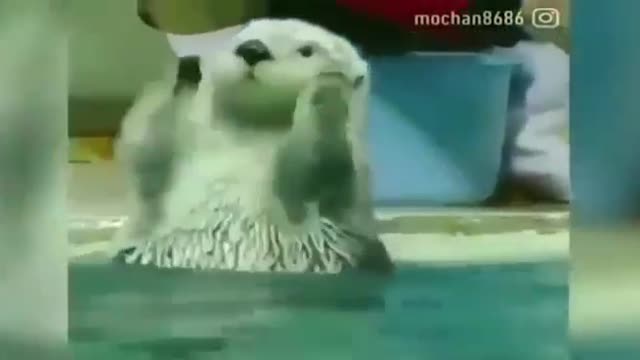 Cute animals༼ つ ◕_◕ ༽つ