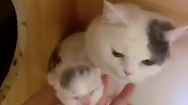 Aww, Cute Baby Cat !!!