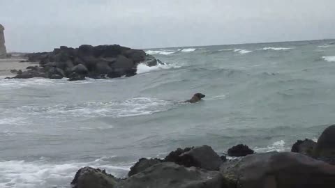 dog jump in water