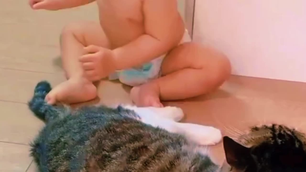 Baby Cat Love