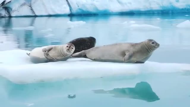 Seals in ice lagoon in Iceland 😍🦭🌊❄️🇮🇸⁣