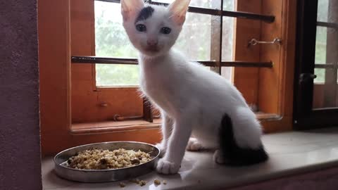 Cat eating its favorite food